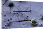 Hydrometra stagnorum (aquatic bug) by Anonymous