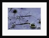 Hydrometra stagnorum (aquatic bug) by Anonymous