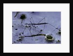 Hydrometra stagnorum (aquatic bug) by Anonymous