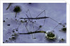 Hydrometra stagnorum (aquatic bug) by Anonymous