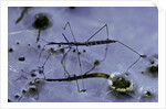 Hydrometra stagnorum (aquatic bug) by Anonymous