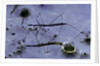 Hydrometra stagnorum (aquatic bug) by Anonymous