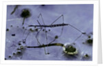 Hydrometra stagnorum (aquatic bug) by Anonymous