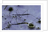Hydrometra stagnorum (aquatic bug) by Anonymous