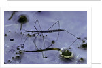 Hydrometra stagnorum (aquatic bug) by Anonymous
