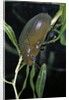 Hydrophilus piceus (great silver water beetle) by Anonymous