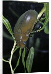 Hydrophilus piceus (great silver water beetle) by Anonymous