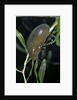 Hydrophilus piceus (great silver water beetle) by Anonymous