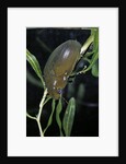Hydrophilus piceus (great silver water beetle) by Anonymous