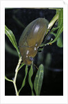 Hydrophilus piceus (great silver water beetle) by Anonymous
