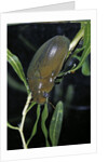 Hydrophilus piceus (great silver water beetle) by Anonymous