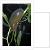 Hydrophilus piceus (great silver water beetle) by Anonymous