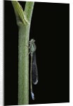 Ischnura elegans (blue-tailed damselfly) by Anonymous