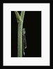 Ischnura elegans (blue-tailed damselfly) by Anonymous