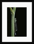 Ischnura elegans (blue-tailed damselfly) by Anonymous