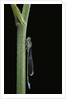 Ischnura elegans (blue-tailed damselfly) by Anonymous
