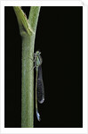 Ischnura elegans (blue-tailed damselfly) by Anonymous