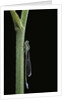 Ischnura elegans (blue-tailed damselfly) by Anonymous