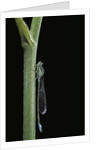 Ischnura elegans (blue-tailed damselfly) by Anonymous