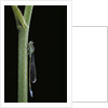 Ischnura elegans (blue-tailed damselfly) by Anonymous