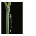 Ischnura elegans (blue-tailed damselfly) by Anonymous