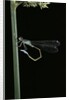 Ischnura elegans (blue-tailed damselfly) by Anonymous