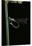 Ischnura elegans (blue-tailed damselfly) by Anonymous