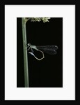 Ischnura elegans (blue-tailed damselfly) by Anonymous
