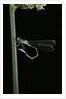 Ischnura elegans (blue-tailed damselfly) by Anonymous