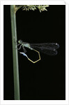 Ischnura elegans (blue-tailed damselfly) by Anonymous