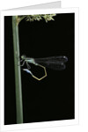 Ischnura elegans (blue-tailed damselfly) by Anonymous