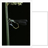 Ischnura elegans (blue-tailed damselfly) by Anonymous