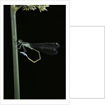 Ischnura elegans (blue-tailed damselfly) by Anonymous