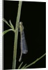 Ischnura elegans (blue-tailed damselfly) by Anonymous