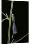 Ischnura elegans (blue-tailed damselfly) by Anonymous
