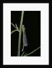 Ischnura elegans (blue-tailed damselfly) by Anonymous