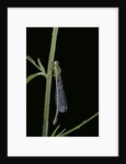 Ischnura elegans (blue-tailed damselfly) by Anonymous