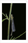 Ischnura elegans (blue-tailed damselfly) by Anonymous