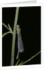 Ischnura elegans (blue-tailed damselfly) by Anonymous