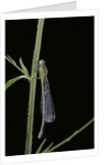 Ischnura elegans (blue-tailed damselfly) by Anonymous