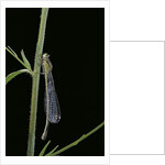 Ischnura elegans (blue-tailed damselfly) by Anonymous