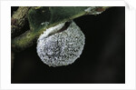 Kermes vermilio (kermes berry) - female by Anonymous