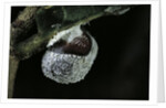 Kermes vermilio (kermes berry) - female by Anonymous