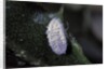 Kermes vermilio (kermes berry) - male cocoon by Anonymous