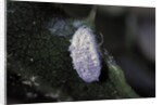 Kermes vermilio (kermes berry) - male cocoon by Anonymous