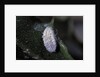 Kermes vermilio (kermes berry) - male cocoon by Anonymous