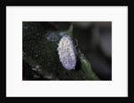 Kermes vermilio (kermes berry) - male cocoon by Anonymous