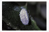 Kermes vermilio (kermes berry) - male cocoon by Anonymous