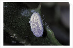 Kermes vermilio (kermes berry) - male cocoon by Anonymous