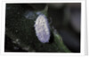 Kermes vermilio (kermes berry) - male cocoon by Anonymous
